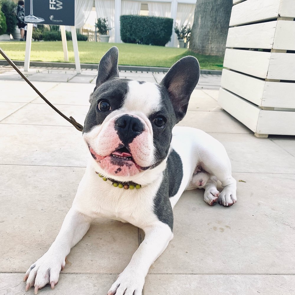 Hundetreffen-Spiel- und Gassirunde-Profilbild