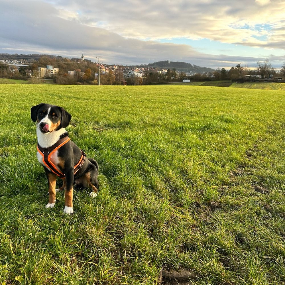 Hundetreffen-Gassi gehen und toben-Profilbild