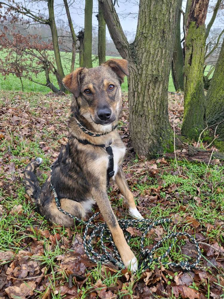 Hundetreffen-Gassirunde/ Übungsrunde-Profilbild