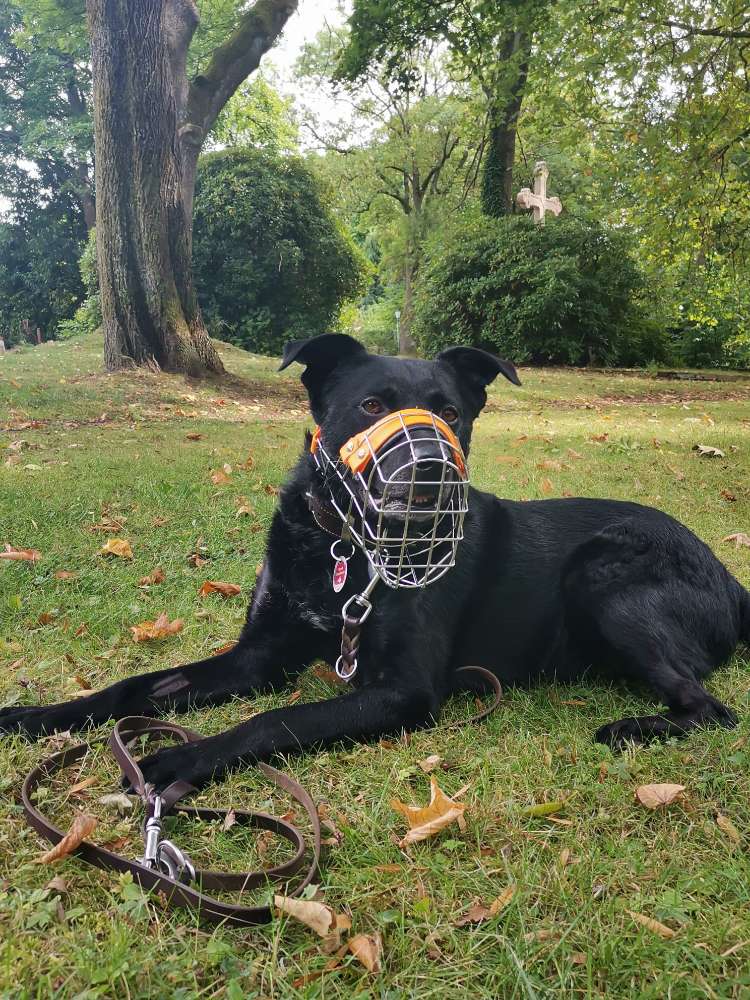 Hundetreffen-Hundebegnungen üben/ Social Walks-Profilbild