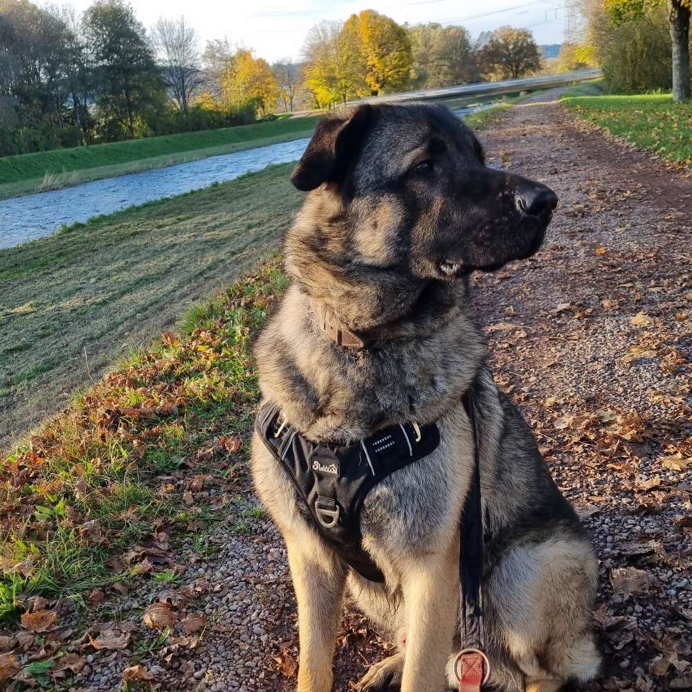 Hundetreffen-Hund spezialisieren lernen-Profilbild