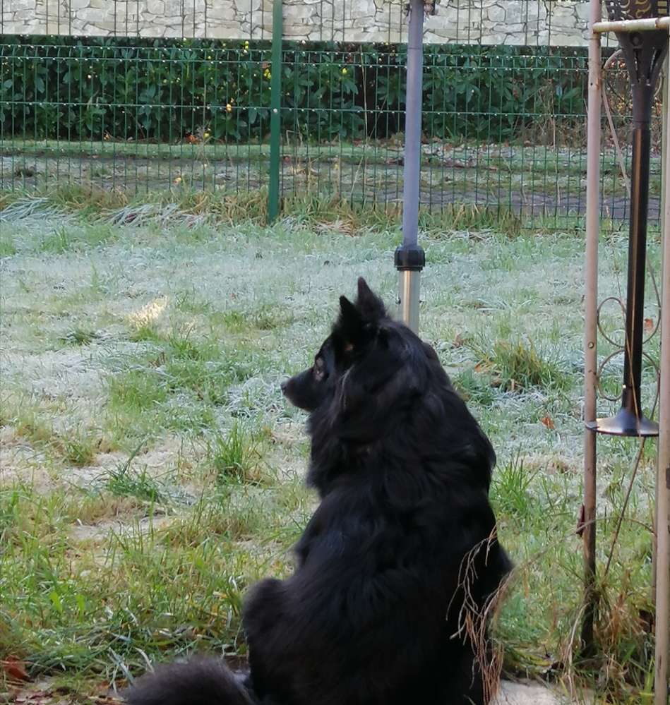 Hundetreffen-Hundefreunde gesucht-Profilbild