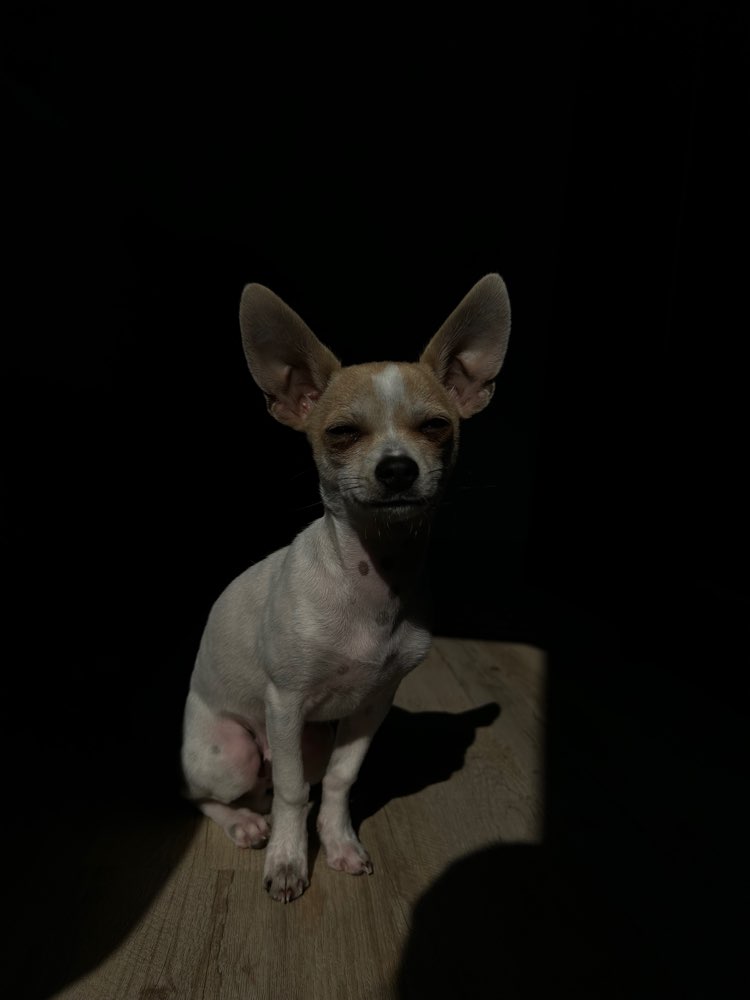 Hundetreffen-Spiel und Spaß-Profilbild