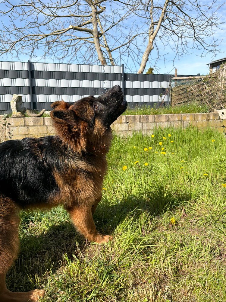 Hundetreffen-Sozialisierungsspaziergänge-Profilbild