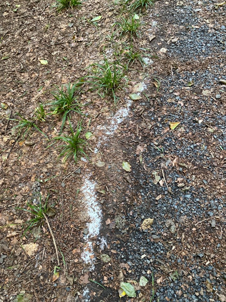 Giftköder-Weißes Pulver-Profilbild