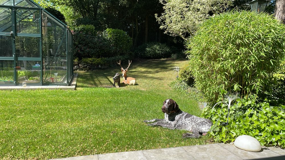 Hundetreffen-Hundebegenung Trainingspartner-Profilbild