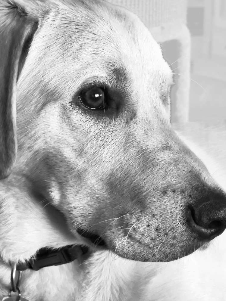 Hundetreffen-Junghunde zum gemeinsamen Treffen gesucht-Profilbild