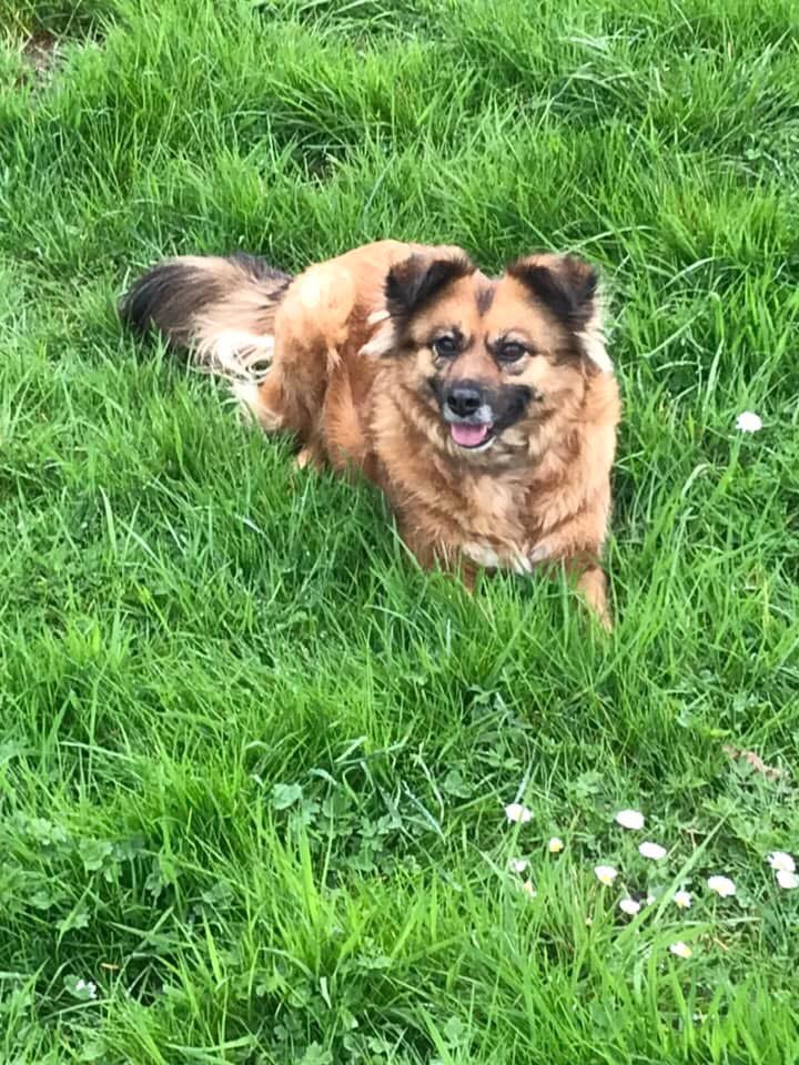 Hundetreffen-Hunde Treffen-Profilbild