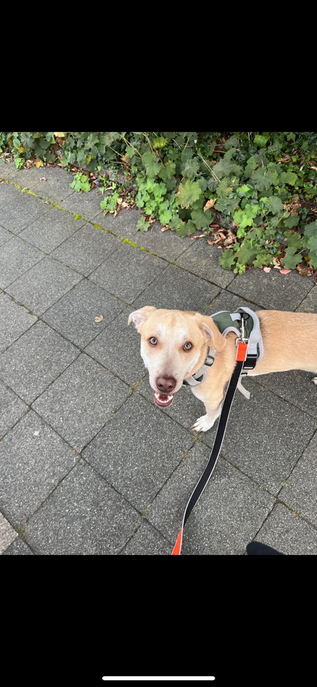 Hundetreffen-Suche regelmäßige Spielfreunde für meinen Rüden-Profilbild