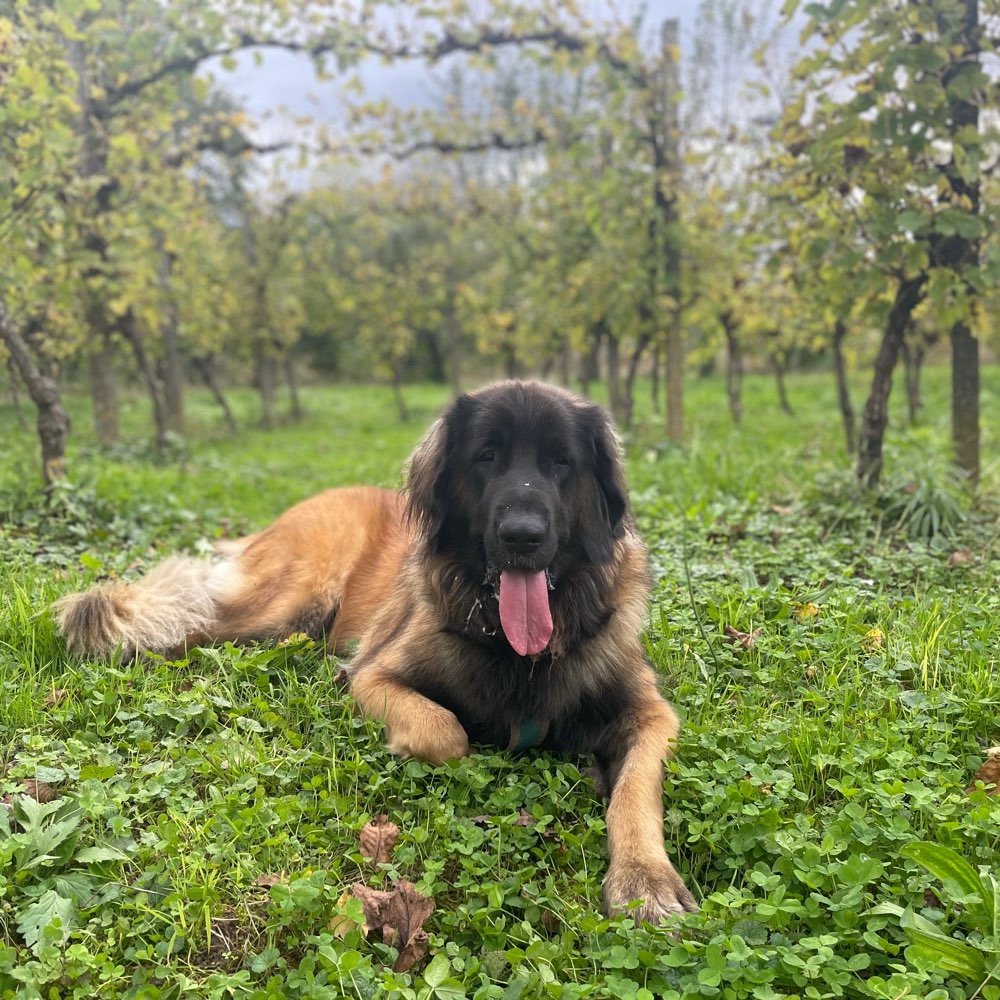 Hundetreffen-Gassi gehen rund um Ettenheim-Profilbild