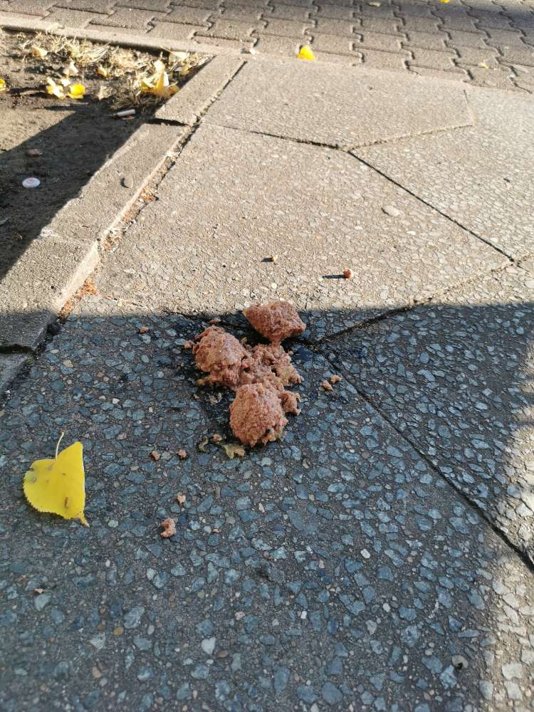 Giftköder-ausgelegtes Fressen-Profilbild