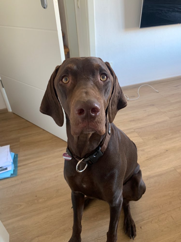 Hundetreffen-Suche Unterstützung beim Gassigehen wegen Unfall-Profilbild