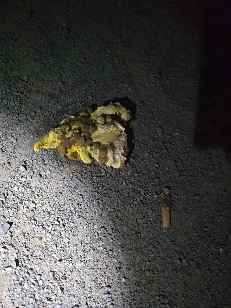 Giftköder-Giftköder-Verdacht-Profilbild