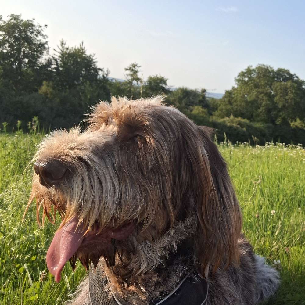 Hundetreffen-Spieletreff Ober-Olm-Profilbild