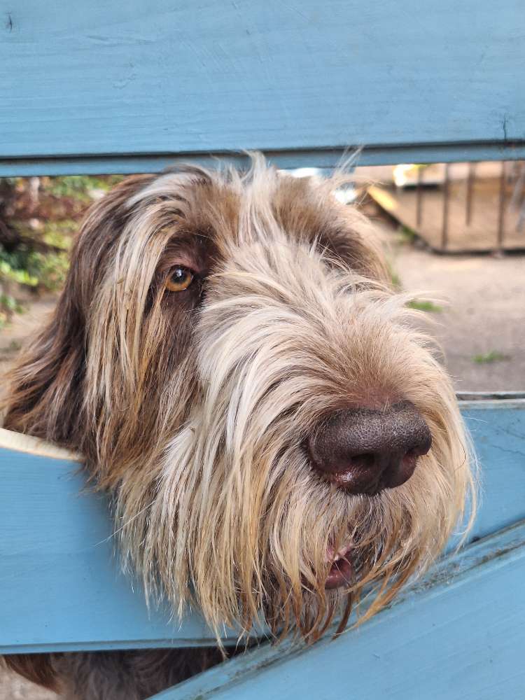Hundetreffen-Spieletreff-Profilbild