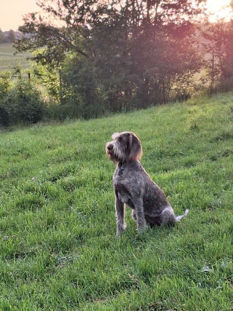 Hundetreffen-Spielrunde Ober-Olm-Profilbild