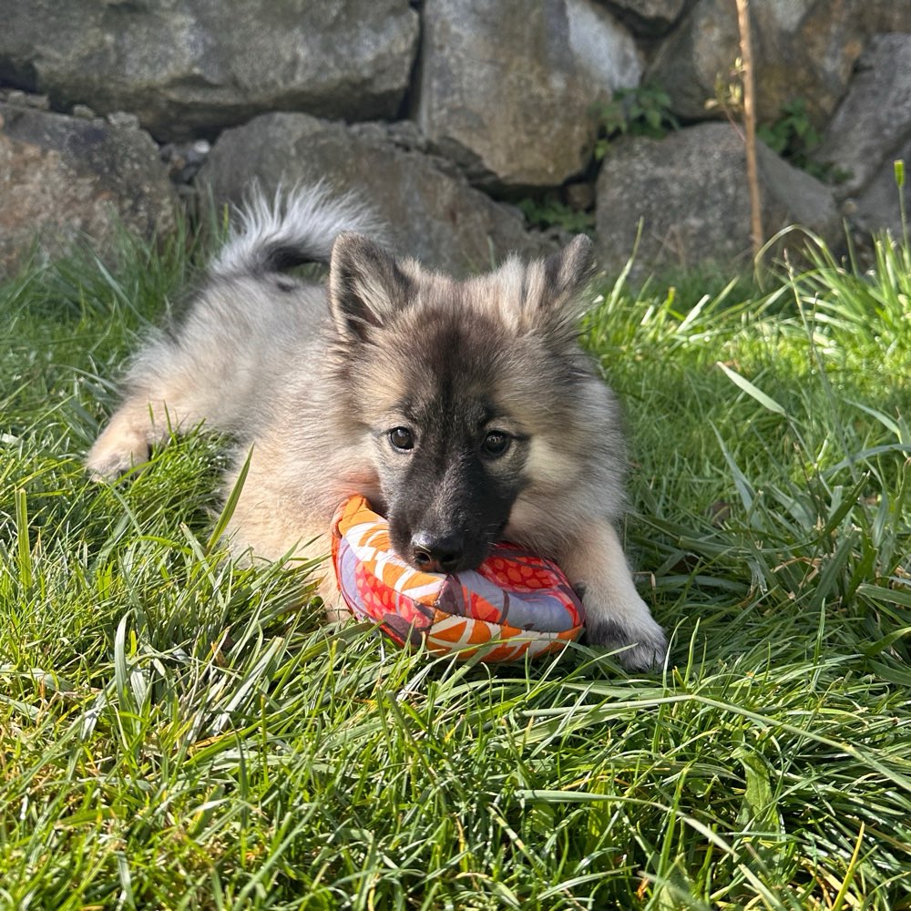 Hundetreffen-Welpenspielen in Hüfingen und Umgebung!-Profilbild