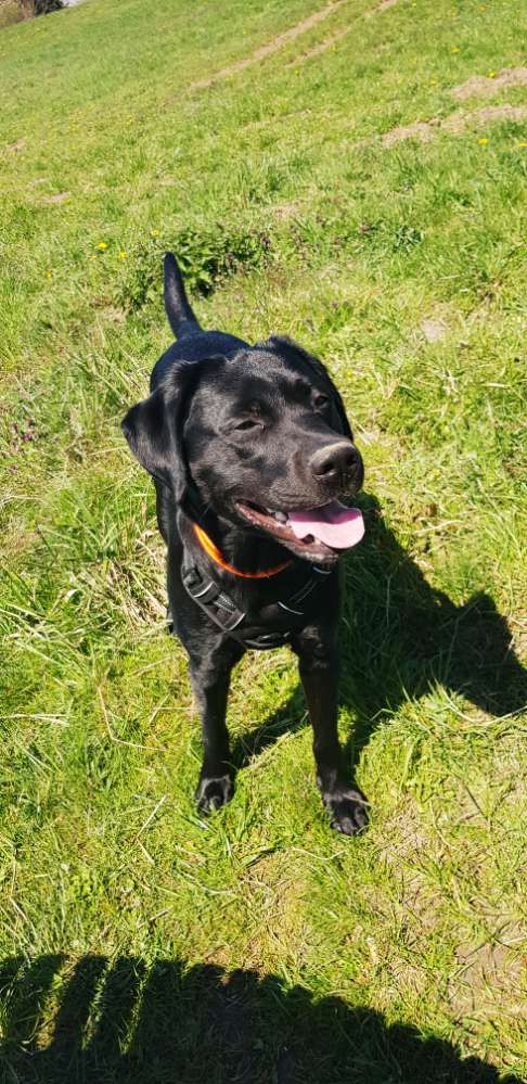 Hundetreffen-Spielen und Gassirunden-Profilbild