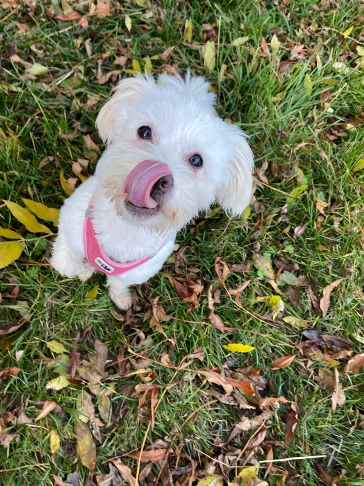 Hundetreffen-Toben & Spielen!-Profilbild