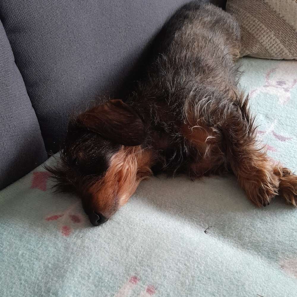 Hundetreffen-Dackeltreffen am Belvedere in Müngersdorf-Profilbild