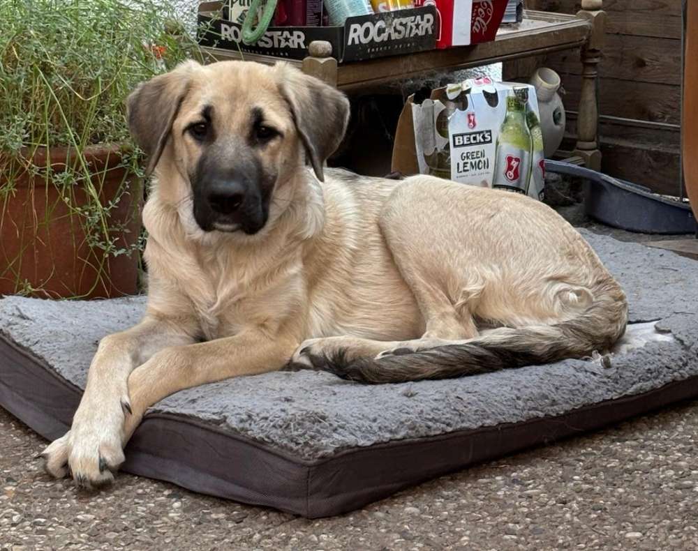 Hundetreffen-Nia Kangal-Mix (8 Monate alt) sucht Spielfreunde-Profilbild