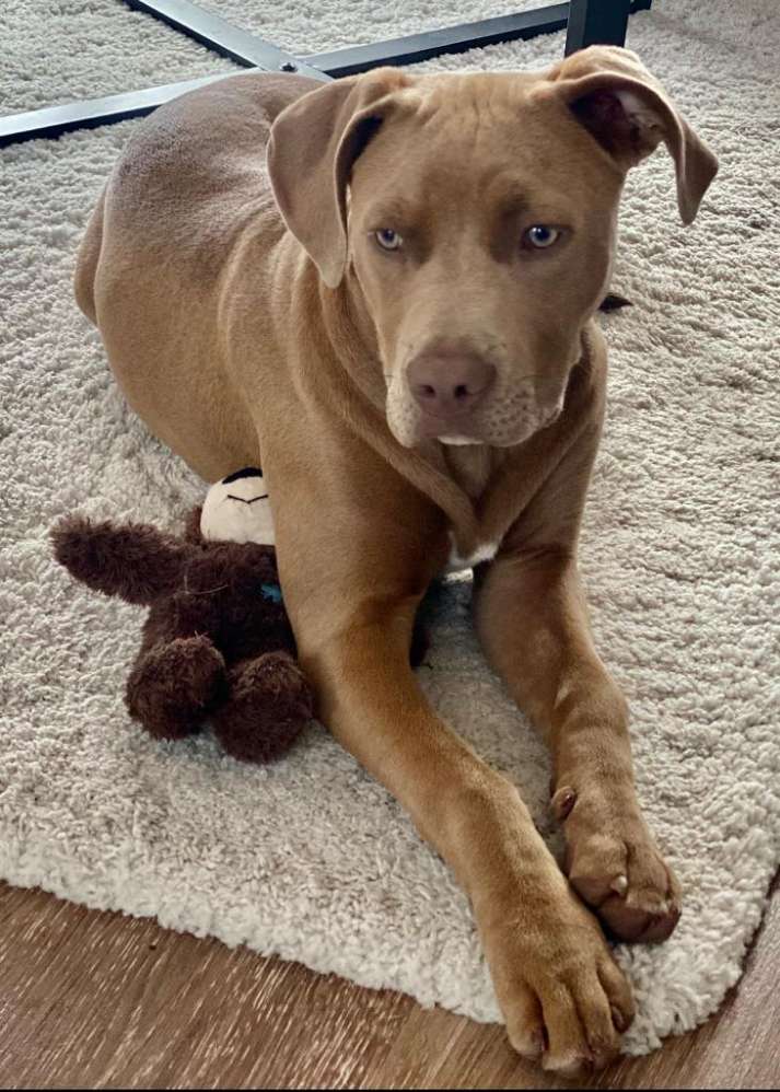 Hundetreffen-Hundespielgruppe/ Hunde Spaziergang-Profilbild