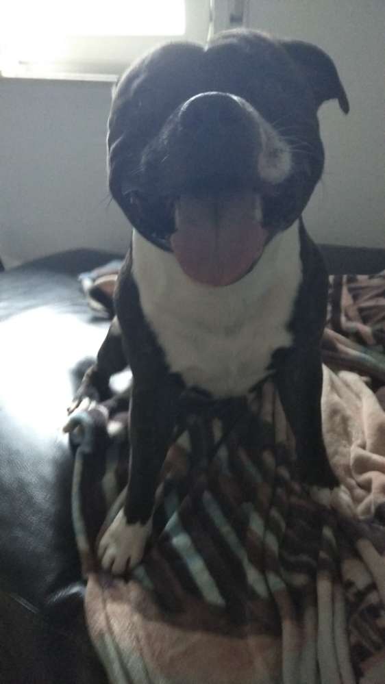 Hundetreffen-Wolf Pack Tour im Steinauer Hermes!!!-Profilbild