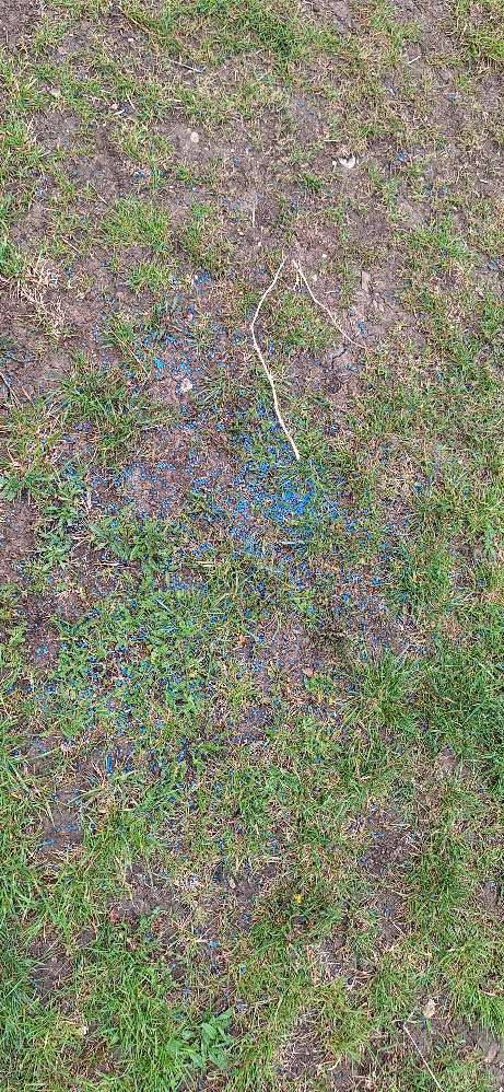 Giftköder-Blaukorn, Schneckenkorn-Profilbild