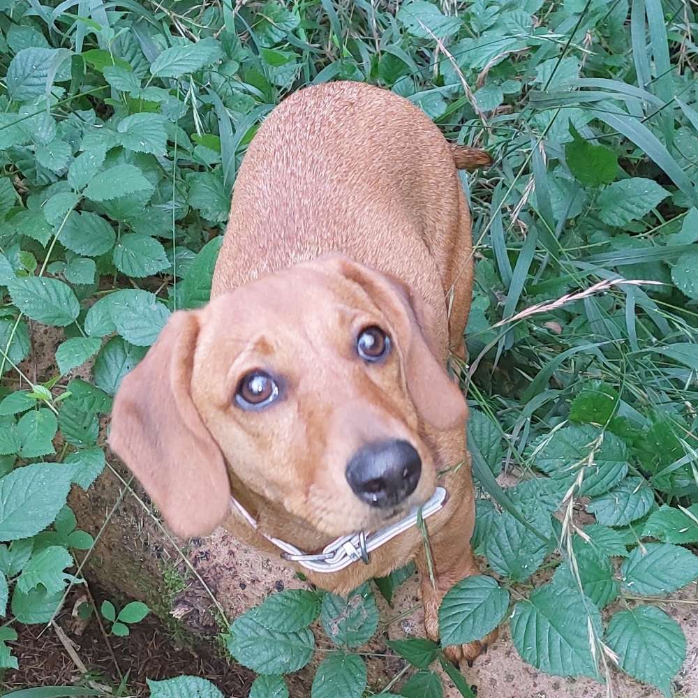 Hundetreffen-Welpentreff-Profilbild