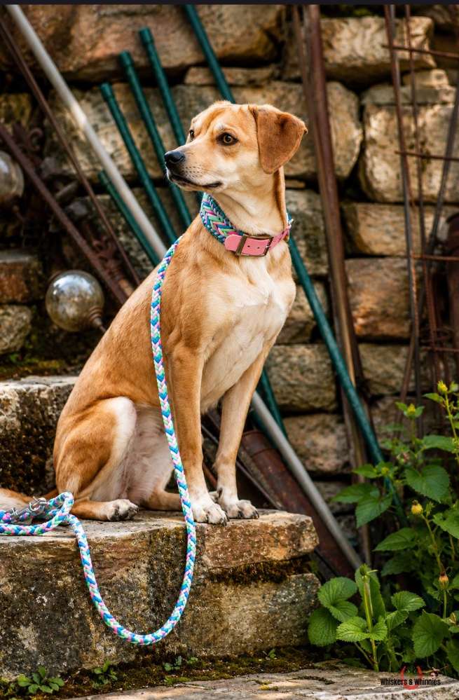 Hundetreffen-Gassi gehen, Spieltreffen-Profilbild