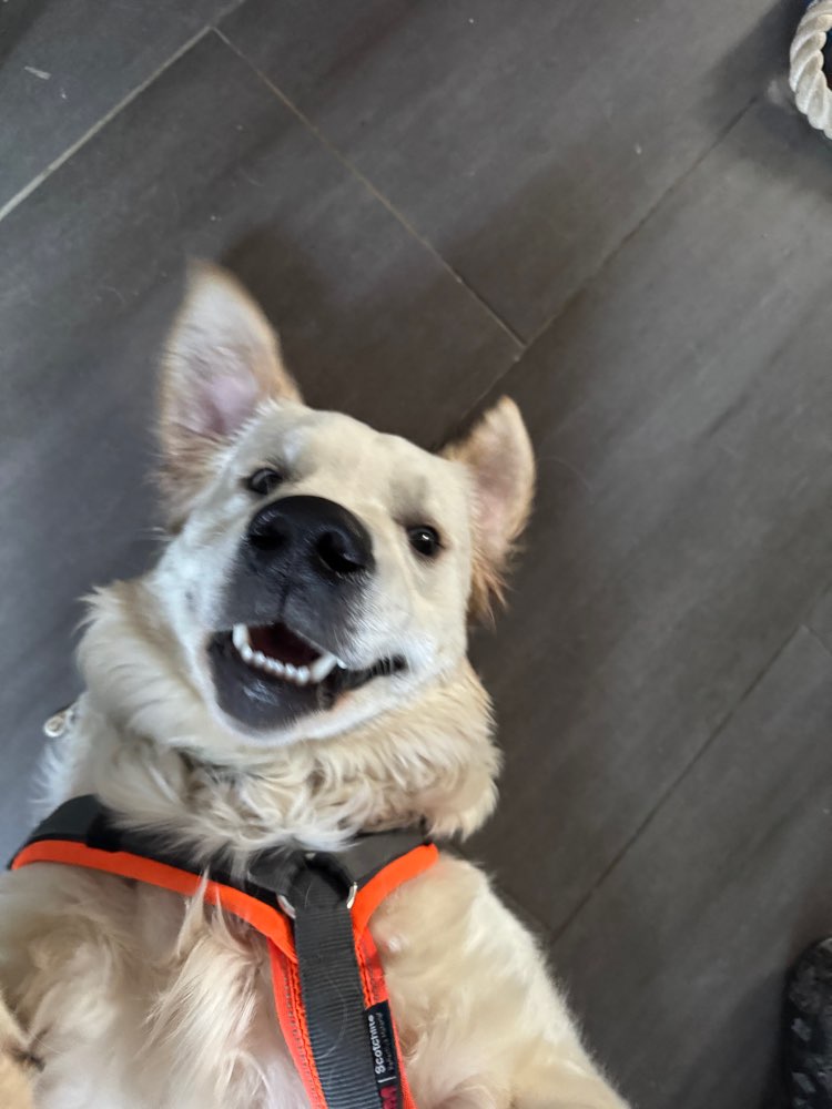 Hundetreffen-Welpentreffen-Profilbild