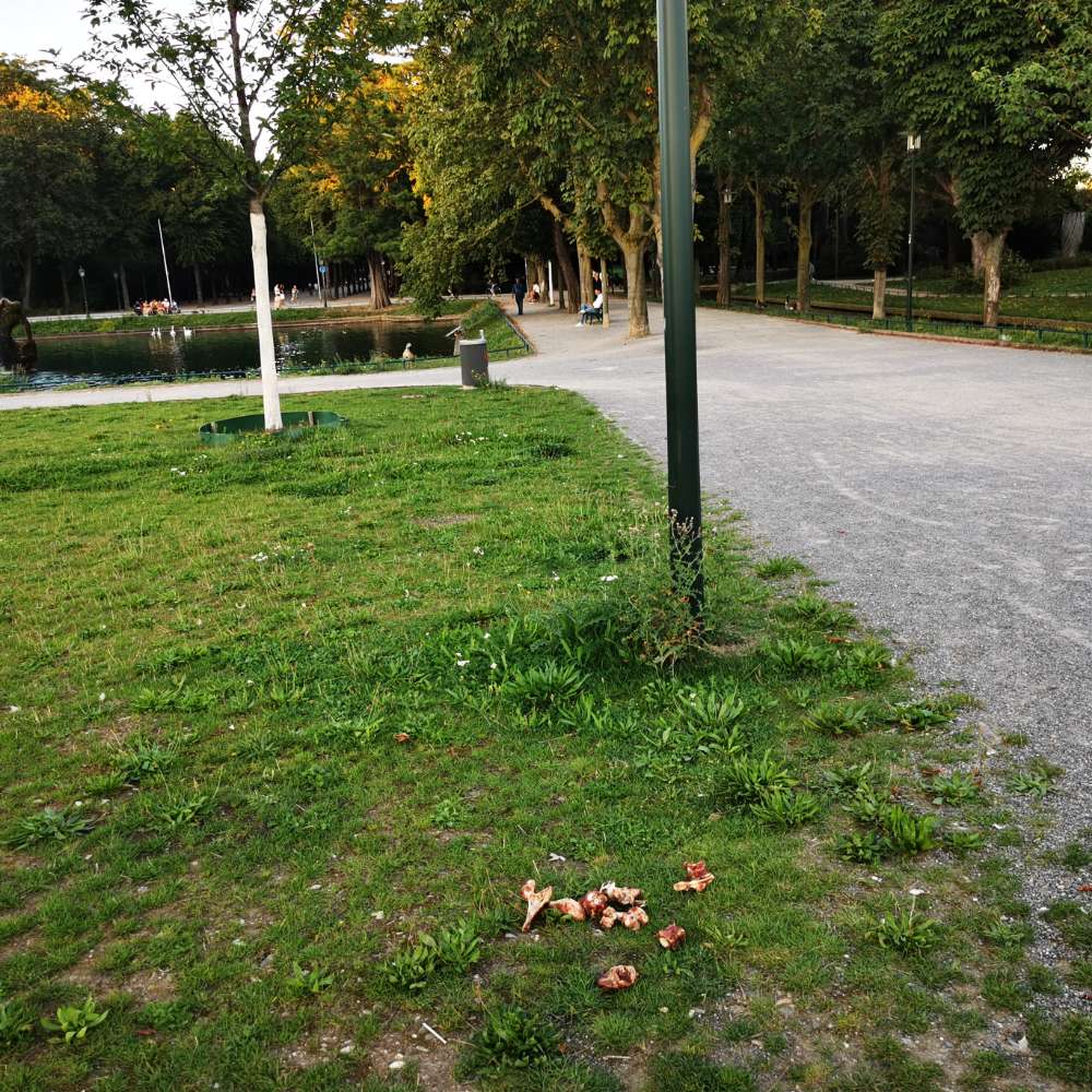 Giftköder-kommisch Rohfleisch und Knochen-Profilbild