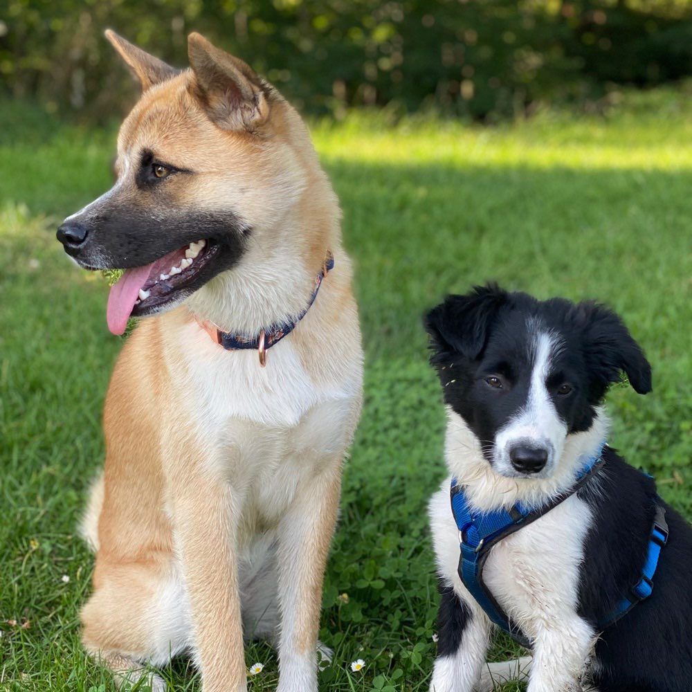 Hundetreffen-Welpentreffen-Profilbild