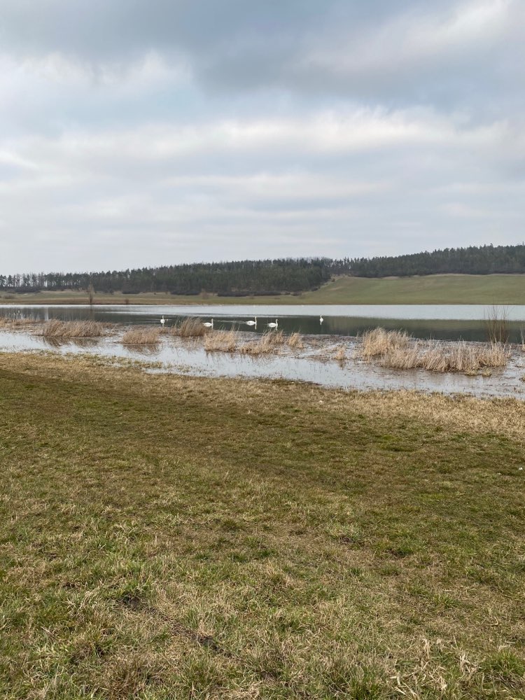 Stausee Friemar Hundeauslaufgebiet in 99869 Friemar Dogorama App