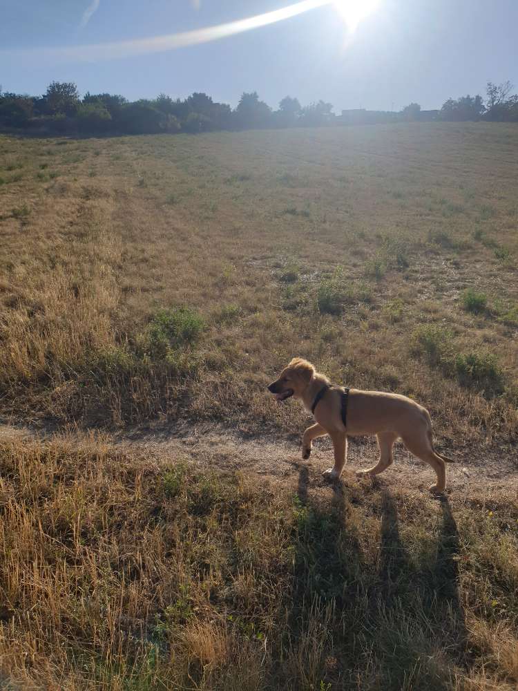 Hundetreffen-Hunde Freunde gesucht :)-Profilbild