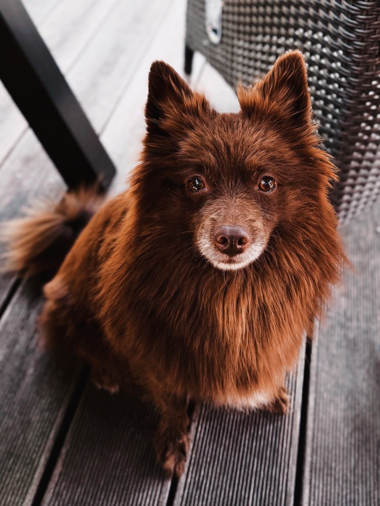 Hundetreffen-Gassi gehen und quatschen ☺️-Profilbild