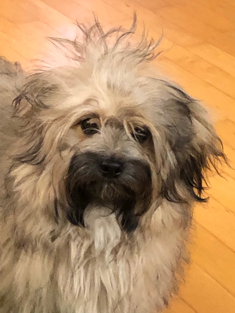 Hundetreffen-Spieltreff  Murr und Umgebung-Profilbild