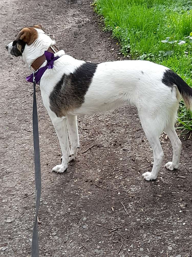 Hundetreffen-Gassi und spielen-Profilbild