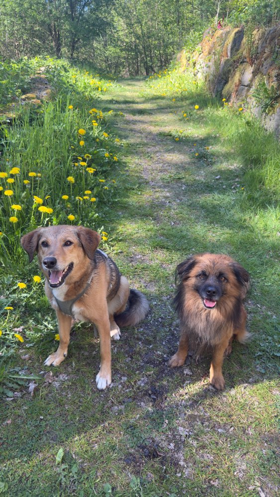 Hundetreffen-Hundefreundschaften - sozialtraining 🍀-Profilbild