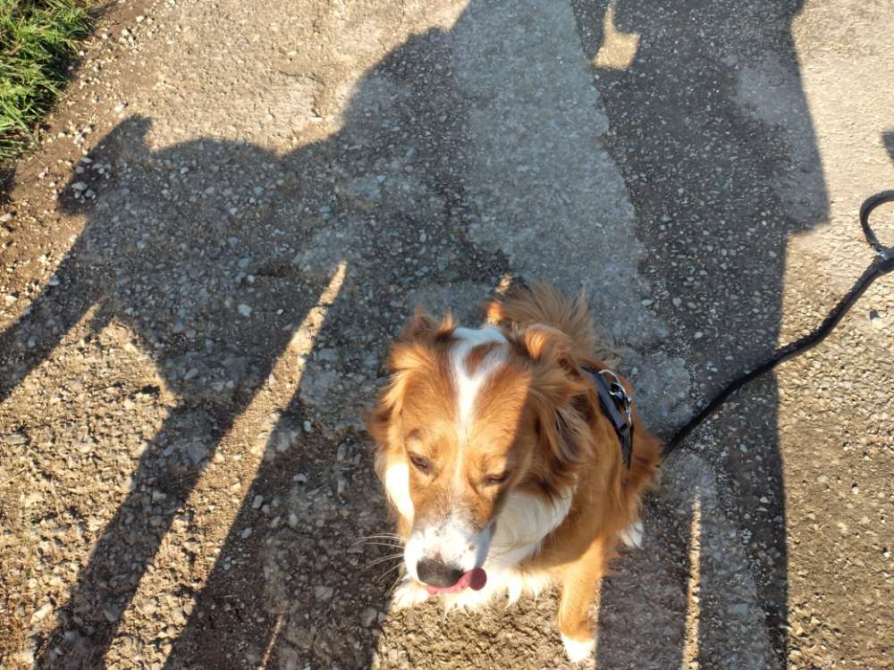 Hundetreffen-Würde gerne Hundebegegnung  über ist ein leider Arschihund an der Leine-Profilbild