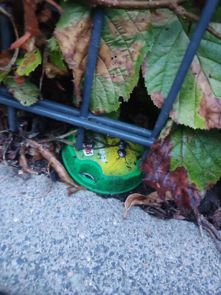 Giftköder-Ameisengift am Zaun-Profilbild