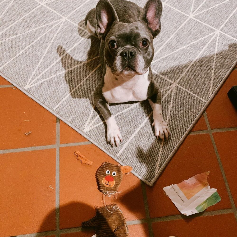 Hundetreffen-Frenchie Treffen-Profilbild