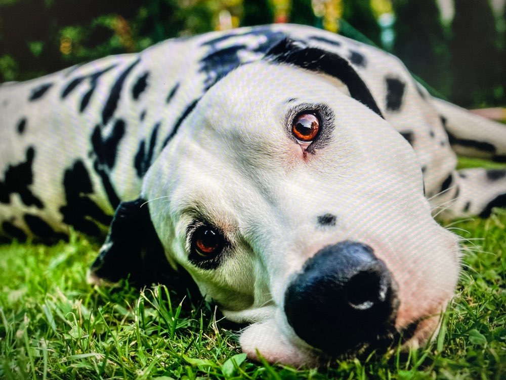 Hundetreffen-Neue Hunde und Menschenfreunde gesucht-Profilbild