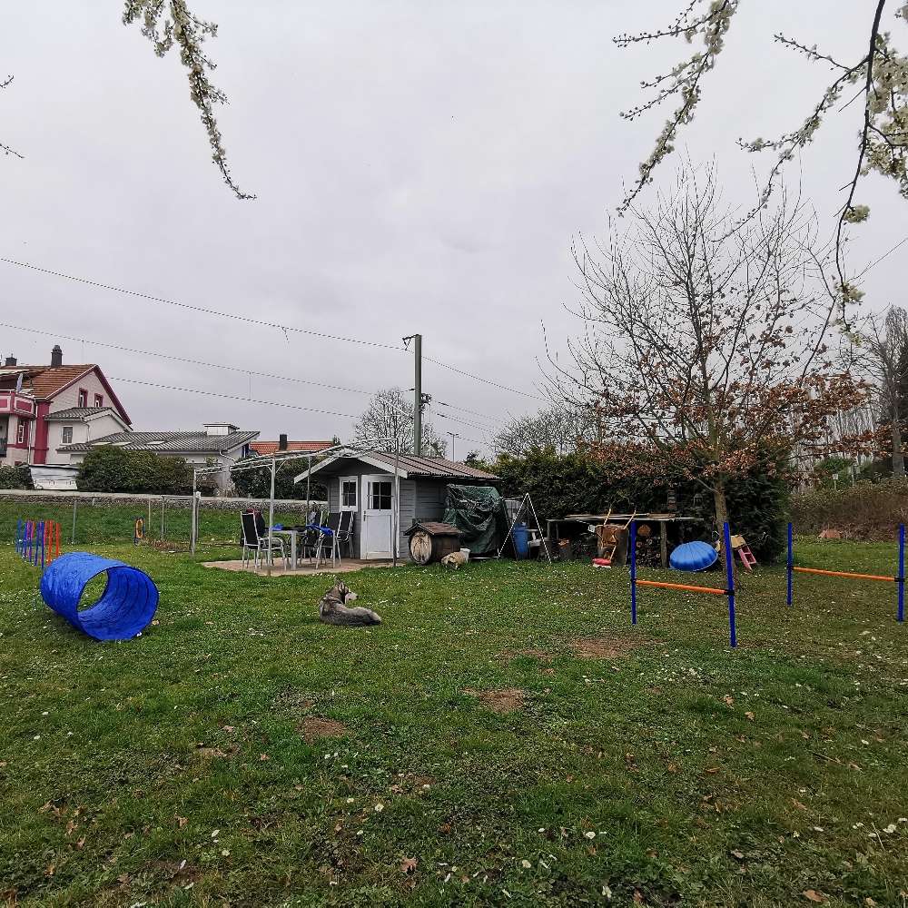 Hundetreffen-Spiel und Spaß oder auch gezieltes trainieren-Profilbild