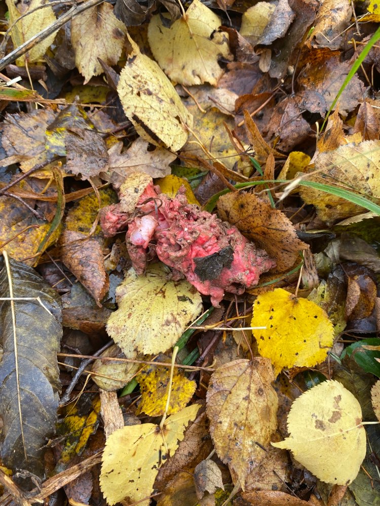 Giftköder-Evtl Giftköder-Profilbild