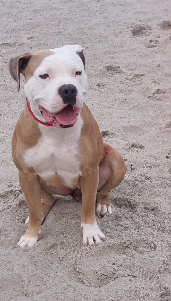 Hundetreffen-Treffen in NB-Profilbild