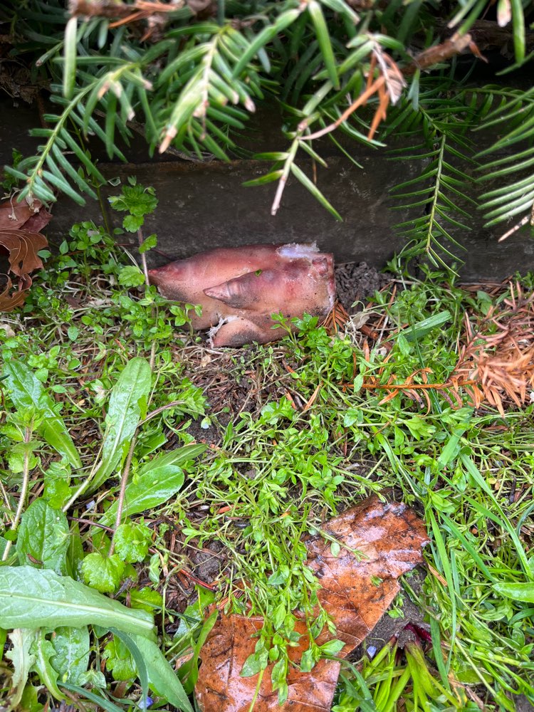 Giftköder-Schweinefuss-Profilbild