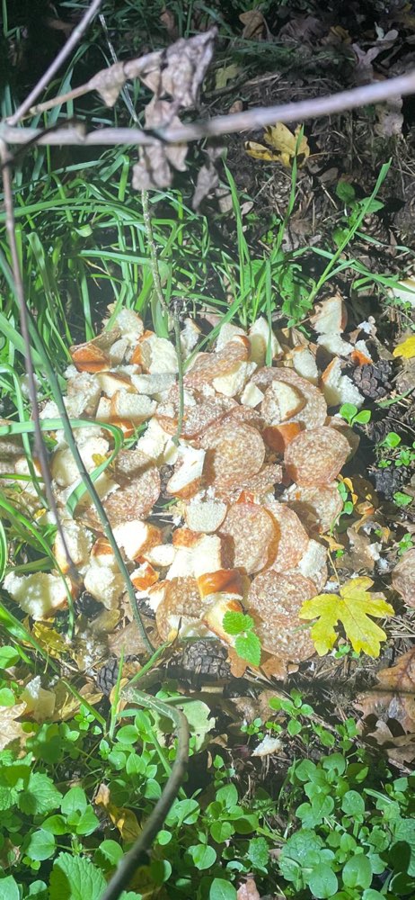 Giftköder-Vermutlich Giftköder in Rödermark-Profilbild