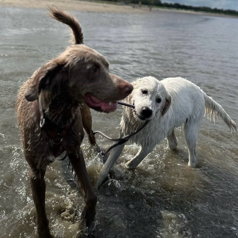 Hundetreffen-Tobe und Gassie geh runde-Profilbild