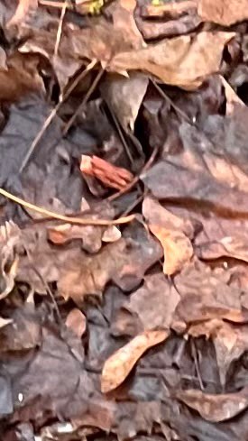 Giftköder-Verdächtige Leckerlis-Profilbild